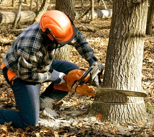 Tree Removal in Old Forge, PA